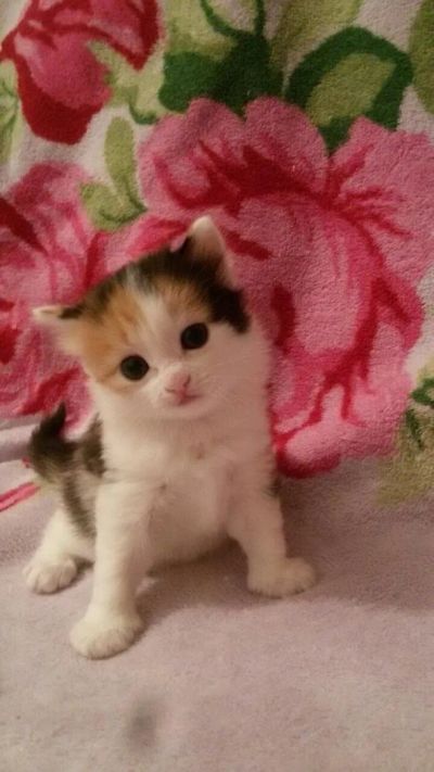 Лот: 10316200. Фото: 1. Котёнок. Кошки, котята