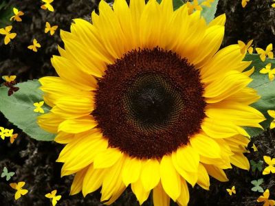 Лот: 12956716. Фото: 1. Семена подсолнечника декоративного... Садовые цветы
