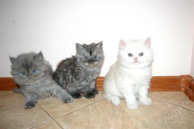 Лот: 598406. Фото: 1. Персидские котята 1.5 месяца. Остальные животные