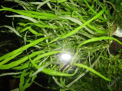 Лот: 1465149. Фото: 1. Hygrophila sp. 'Pantanal Wavy'. Водные растения