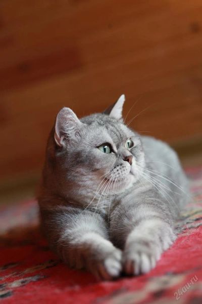 Лот: 3386884. Фото: 1. Британская кошка Nora. Кошки, котята