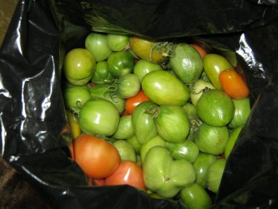 Лот: 3178148. Фото: 1. помидоры,томаты на аджику. Домашние заготовки