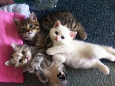 Лот: 4260666. Фото: 1. Продам котят породы скоттиш страйт... Кошки, котята