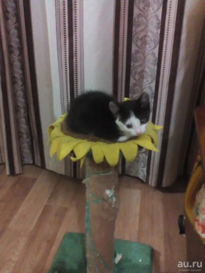 Лот: 9839471. Фото: 1. Котята. Кошки, котята