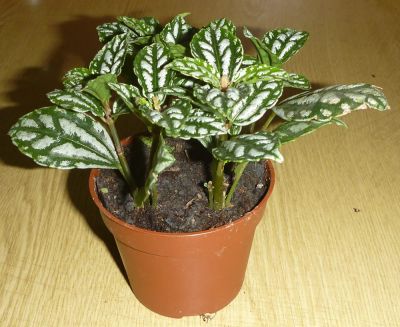 Лот: 4925192. Фото: 1. Пилея Кадье pilea kadierei (молодое... Горшечные растения и комнатные цветы