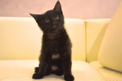 Лот: 4046808. Фото: 1. Очаровательный котенок ищет дом... Кошки, котята