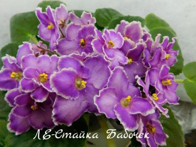 Лот: 8484637. Фото: 1. Продам лист сортовой фиалки ЛЕ-Стайка... Горшечные растения и комнатные цветы