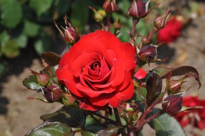 Лот: 5360817. Фото: 1. Роза чайно-гибридная Europeana... Другое (семена, рассада, садовые растения)