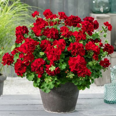 Лот: 18910393. Фото: 1. Пеларгония Calliope Dark Red... Горшечные растения и комнатные цветы