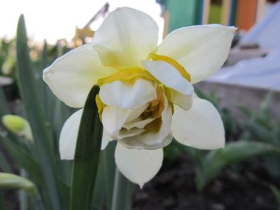 Лот: 7931256. Фото: 1. Нарцисс 1. Садовые цветы
