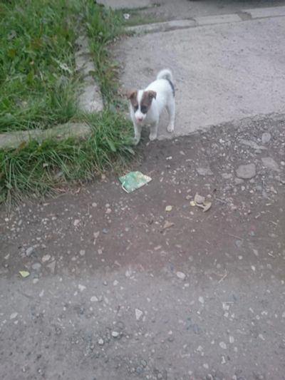 Лот: 6142277. Фото: 1. Щенку нужен дом. Собаки, щенки