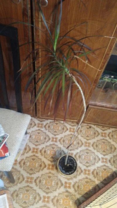 Лот: 17753654. Фото: 1. растение комнатное драцена большая... Горшечные растения и комнатные цветы