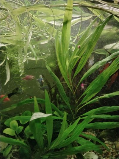 Лот: 25713569. Фото: 1. Водоросли аквариумные. Водные растения