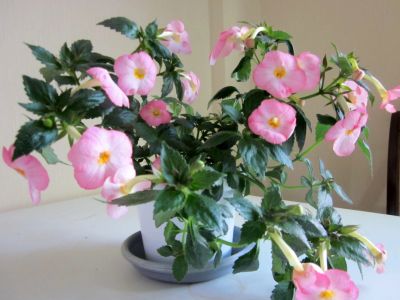 Лот: 11933503. Фото: 1. Ахименес Vie en Rose (Ви эн Роуз... Горшечные растения и комнатные цветы