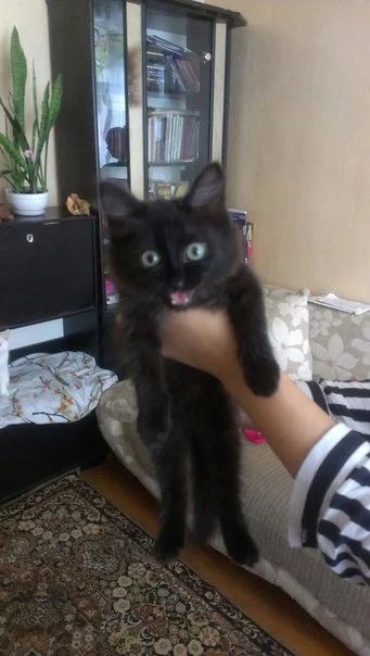 Лот: 5986583. Фото: 1. Маленькая, черная леди ищет семью... Кошки, котята