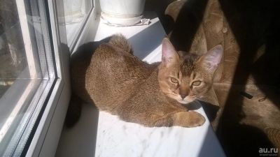 Лот: 9592147. Фото: 1. Чаузи, домашняя рысь. Кошки, котята
