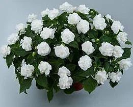 Лот: 5283806. Фото: 1. бальзамин Impatiens walleriana... Другое (семена, рассада, садовые растения)