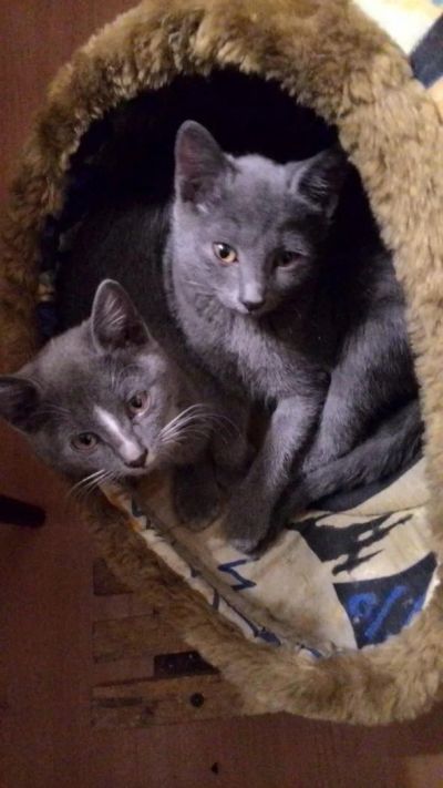 Лот: 5070486. Фото: 1. котята от заботливых родителей. Кошки, котята