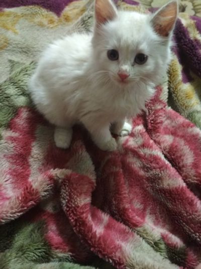 Лот: 11613459. Фото: 1. Котенок. Кошки, котята