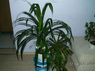 Лот: 474033. Фото: 1. Панданус большой. Горшечные растения и комнатные цветы
