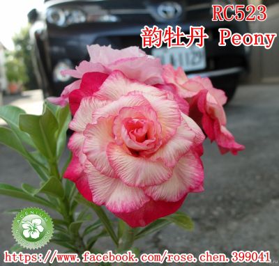 Лот: 17532229. Фото: 1. Адениум Peony. Горшечные растения и комнатные цветы