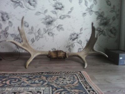 Лот: 4742821. Фото: 1. РОГА ЛОСЯ. Чучела животных, рога, шкуры