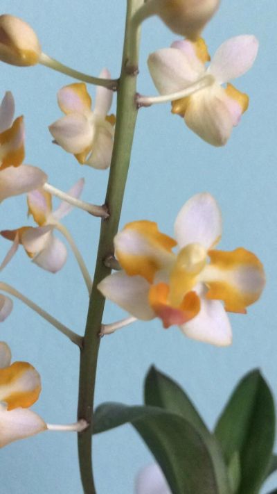 Лот: 11667612. Фото: 1. Орхидея Фаленопсис (dtps. Doritis... Горшечные растения и комнатные цветы