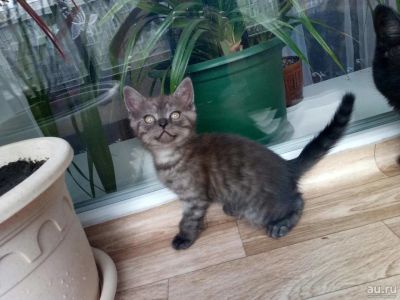 Лот: 9542957. Фото: 1. Бриташки. Кошки, котята