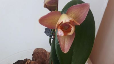 Лот: 13906509. Фото: 1. Орхидея фаленопсис пелорик цветущая. Горшечные растения и комнатные цветы