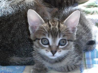 Лот: 1735713. Фото: 1. Отдам котенка в хорошие руки... Кошки, котята
