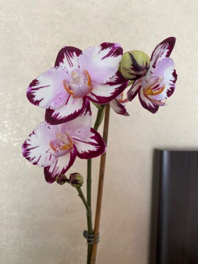 Лот: 19280127. Фото: 1. Орхидея фаленопсис Ever Spring... Горшечные растения и комнатные цветы