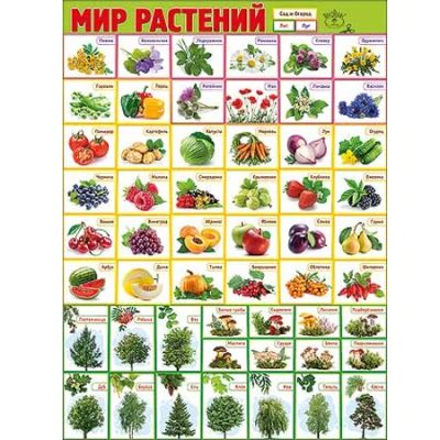 Лот: 8017988. Фото: 1. Новый большой плакат Мир растений... Развивающие