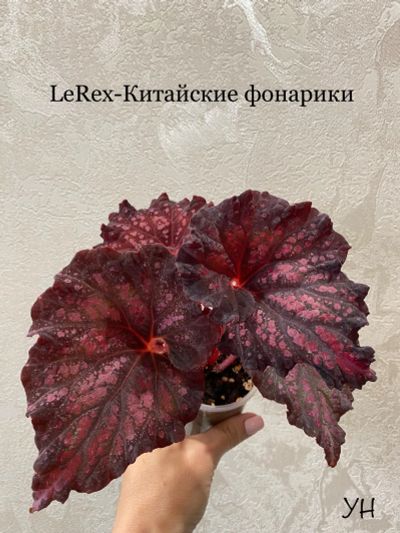 Лот: 20595715. Фото: 1. Бегония LeRex-Китайские фонарики... Горшечные растения и комнатные цветы