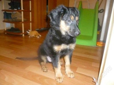 Лот: 2346236. Фото: 1. Щенок помесь английского кокер... Собаки, щенки