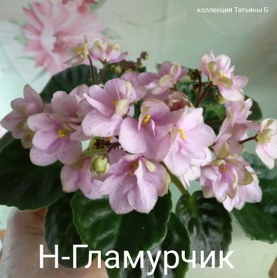 Лот: 17528436. Фото: 1. Фиалка Н-Гламурчик - лист. Горшечные растения и комнатные цветы