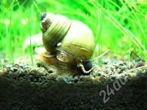 Лот: 1690035. Фото: 1. Cipangopaludina leucythoides улитка-чистильщик. Моллюски, ракообразные, кораллы