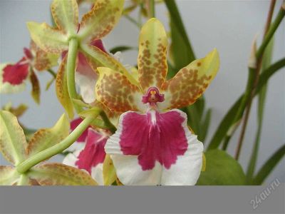 Лот: 1409153. Фото: 1. Oncidium Hybride 'Peter Komp'. Горшечные растения и комнатные цветы