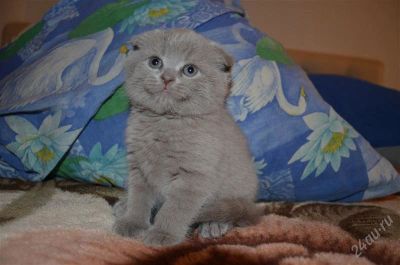 Лот: 2110498. Фото: 1. Шотландский котенок!). Кошки, котята