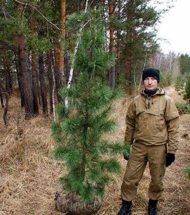 Лот: 9506723. Фото: 1. Саженцы кедр сибирский 180-220... Декоративные кустарники и деревья