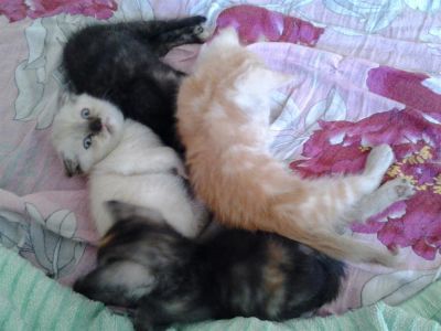 Лот: 3035660. Фото: 1. британские и шотландские котята. Кошки, котята