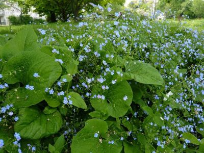 Лот: 5455865. Фото: 1. брунера(обычная). Другое (семена, рассада, садовые растения)