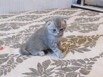 Лот: 7078401. Фото: 1. шотландские котята. девочка. Кошки, котята