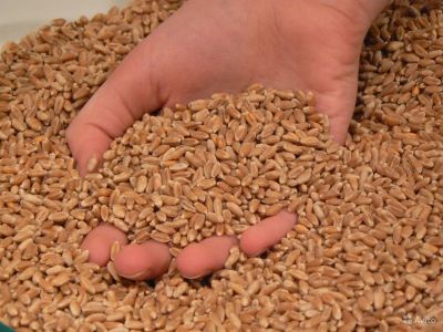 Лот: 7921839. Фото: 1. Пшеница продовольственная 50 тонн. Крупы, сыпучие продукты