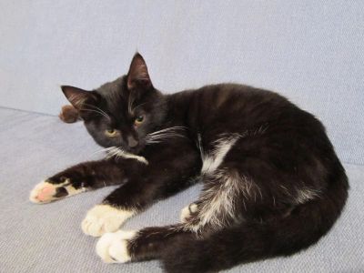 Лот: 4878632. Фото: 1. Киса-Лиса ищет дом. Кошки, котята