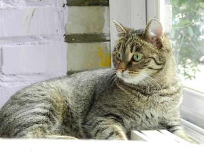 Лот: 3676477. Фото: 1. Тигра - мурчащий адреналин:). Кошки, котята