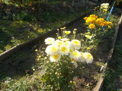 Лот: 14787377. Фото: 1. Цветы на даче - хризантема белая... Садовые цветы