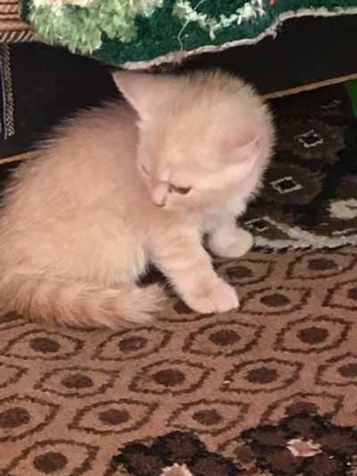 Лот: 11730105. Фото: 1. Котята помесь. Кошки, котята