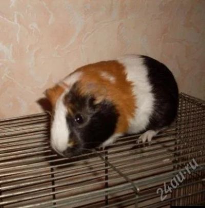 Лот: 962243. Фото: 1. милая морская свинка. Остальные животные