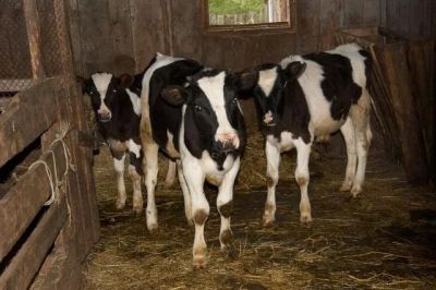Лот: 10377727. Фото: 1. Продам бычков. Остальные животные