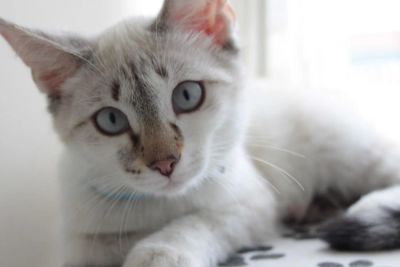 Лот: 7856535. Фото: 1. Котёнок в добрые руки. Кошки, котята